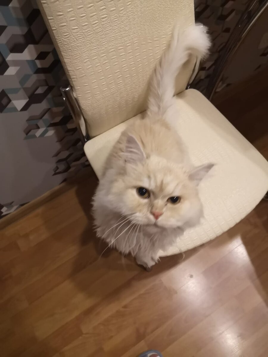 Фото кота, тк собаки под рукой, чтоб сфоткать, не оказалось) 