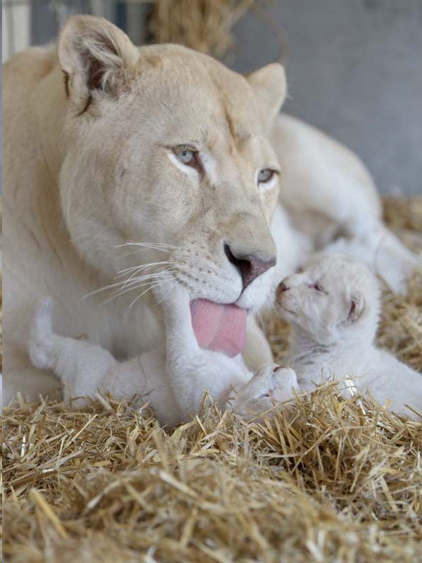 Кто такие львы? | Мир животных | Дзен