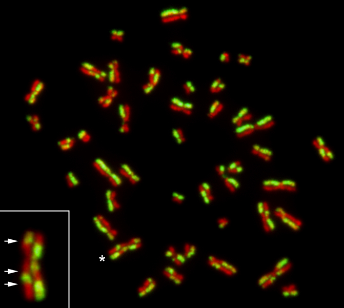 https://upload.wikimedia.org/wikipedia/commons/f/fc/Sister_chromatid_exchanges_in_human_ESCs.jpg