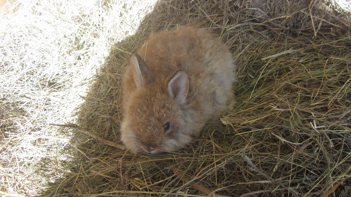 Маленький крольчонок дикого окраса