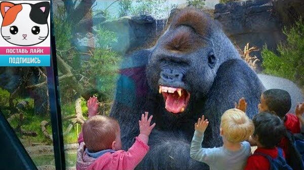 Наши братья меньшие как всегда готовы поднять Вам настроение!!! Смотрим очередную подборку видео с забавными животными!!! #юмор  #животные  #кошки  #подборки  #питомцы 