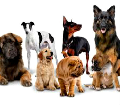 Сколько существует пород собак | Лапа помощи | Дзен