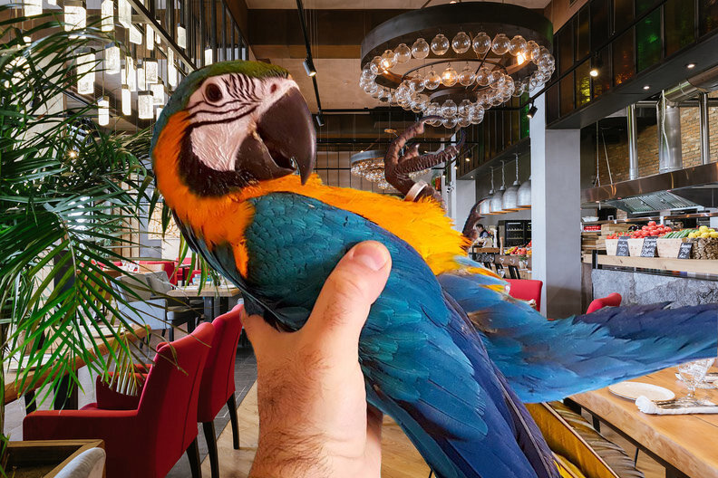 Коллаж автора. Источник фото: https://avatars.mds.yandex.net/ и https://avito.wiki/images/