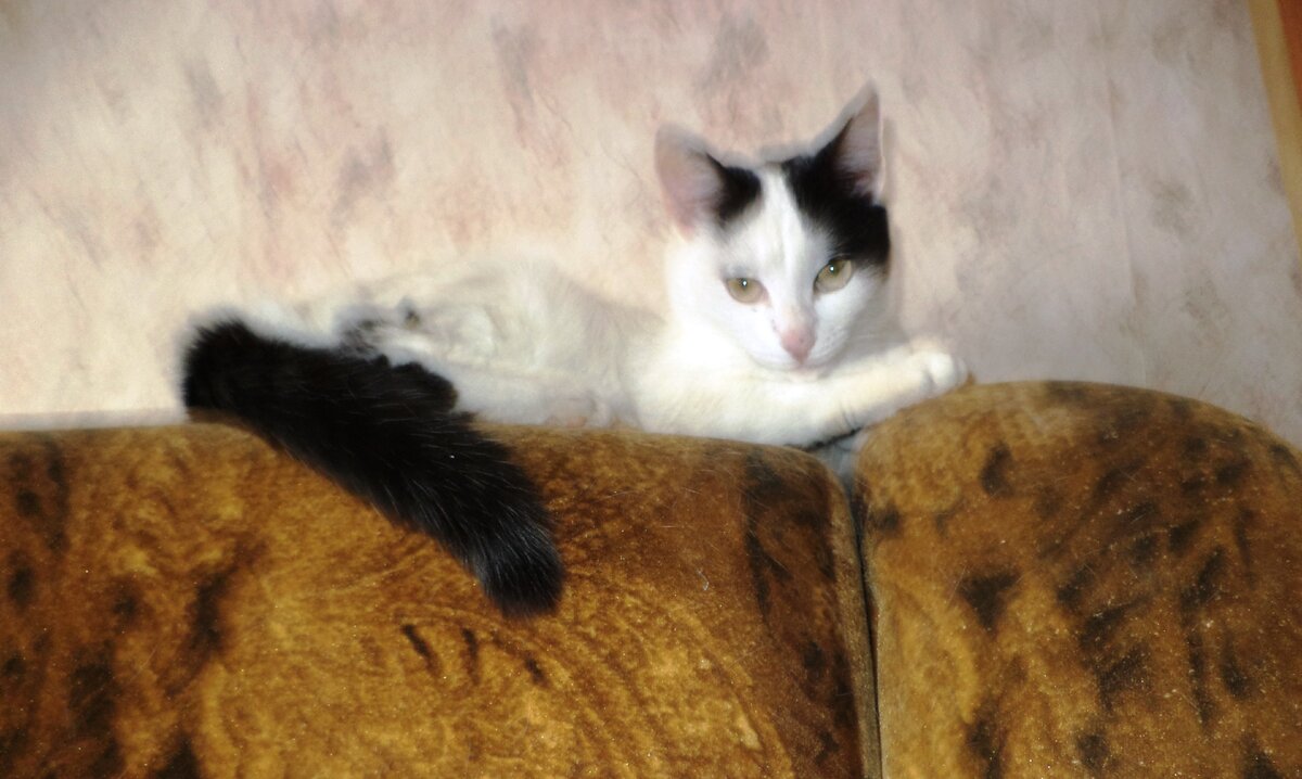 Синги: "Вас с праздничком, нас с контрактиком!"