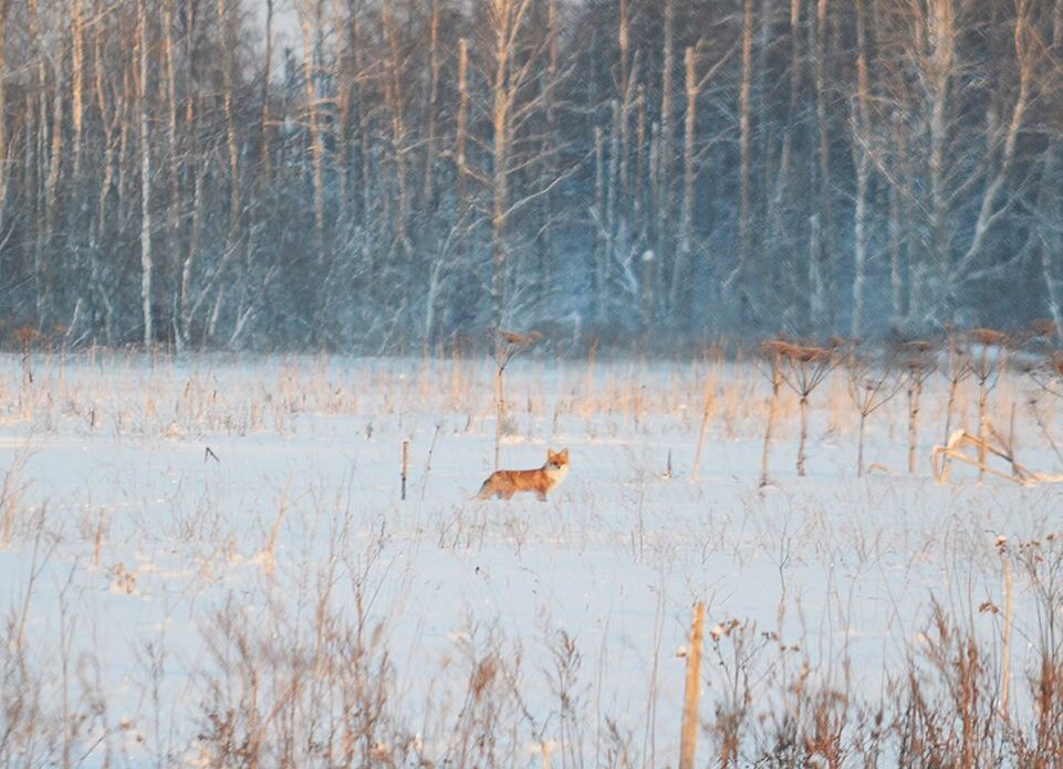 Фото авторское
