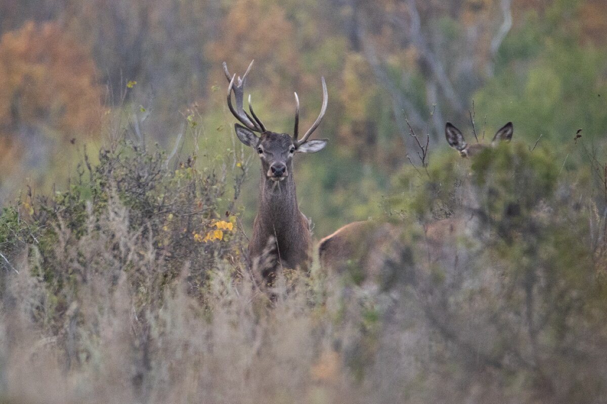 А у этого оленя почему-то оказались разные рога. Я встречаю такое иногда.