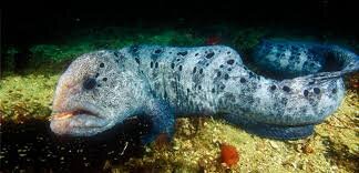 Угревидная  зубатка