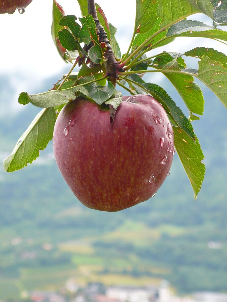 Первое яблоко. Яблоко. Яблоня Apple. Яблоня символ. Плод яблони.