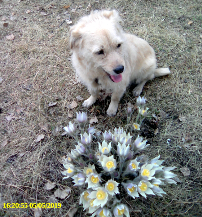 Мотя и подснежники