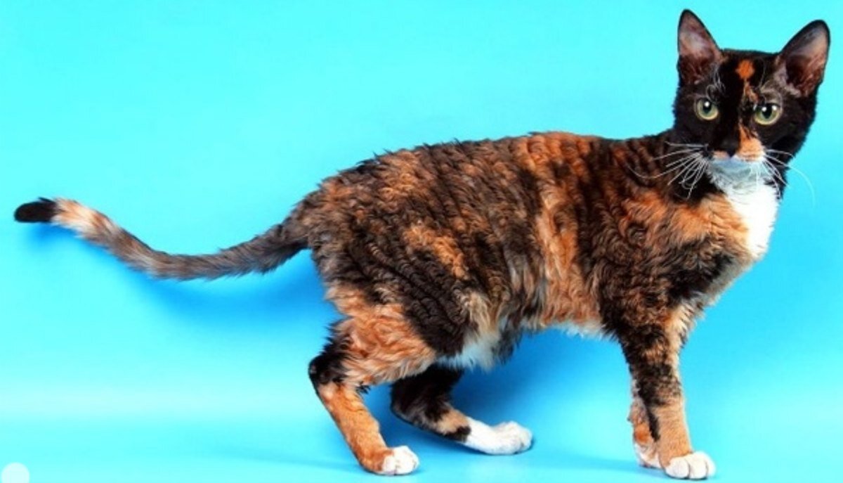 Происхождение: Россия (Свердловская обл.)
