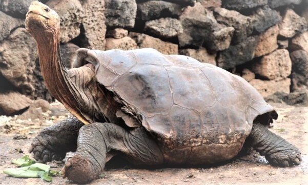 Знакомьтесь, это Диего!