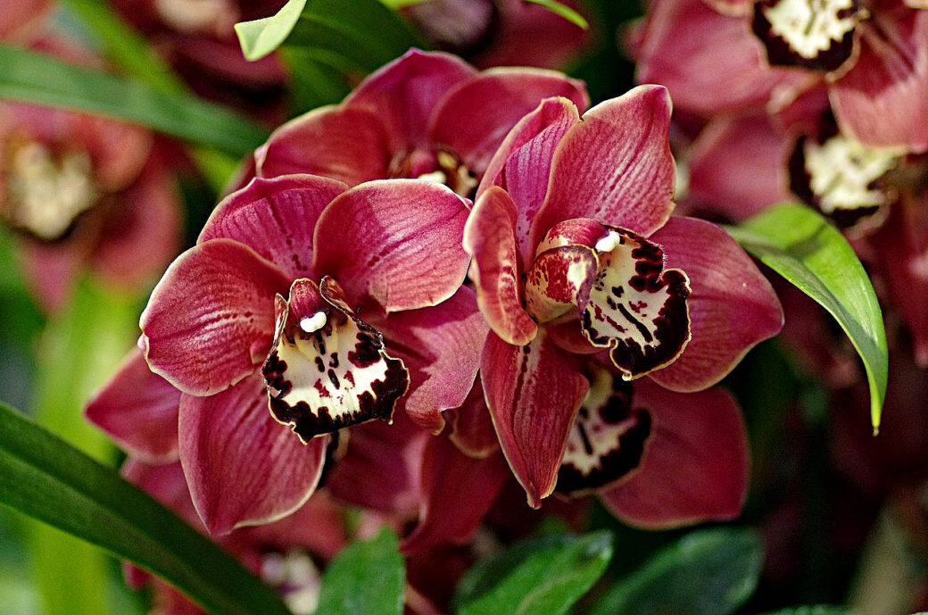 Цветы орхидеи Цимбидиума можно консервировать.