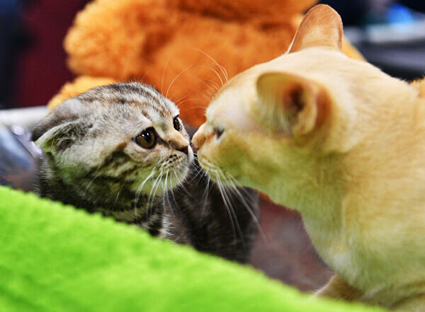 Источник фото: Google foto