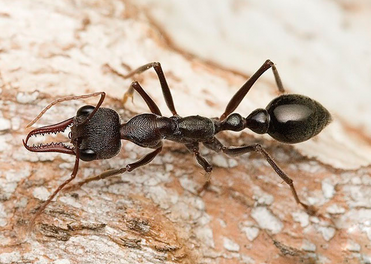 Черные муравьи бульдоги Myrmecia pyriformis из Австралии