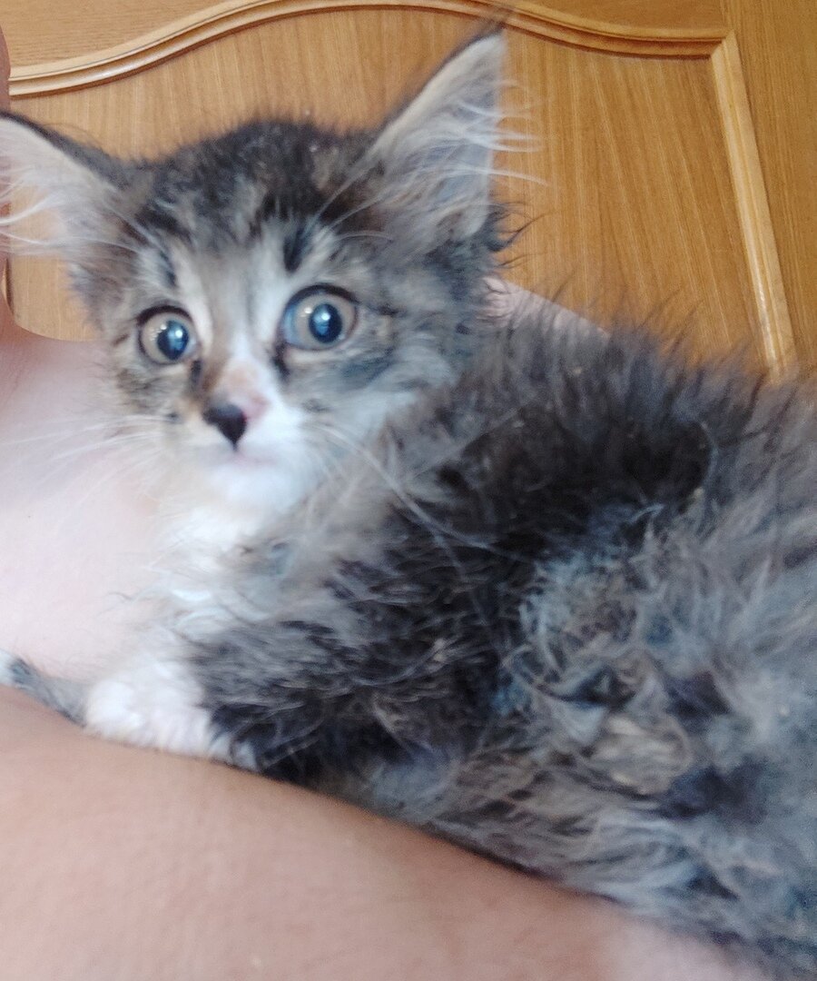 Малыш, которого мы вытащили из подвала. Шипел кусался, но привык быстро:))