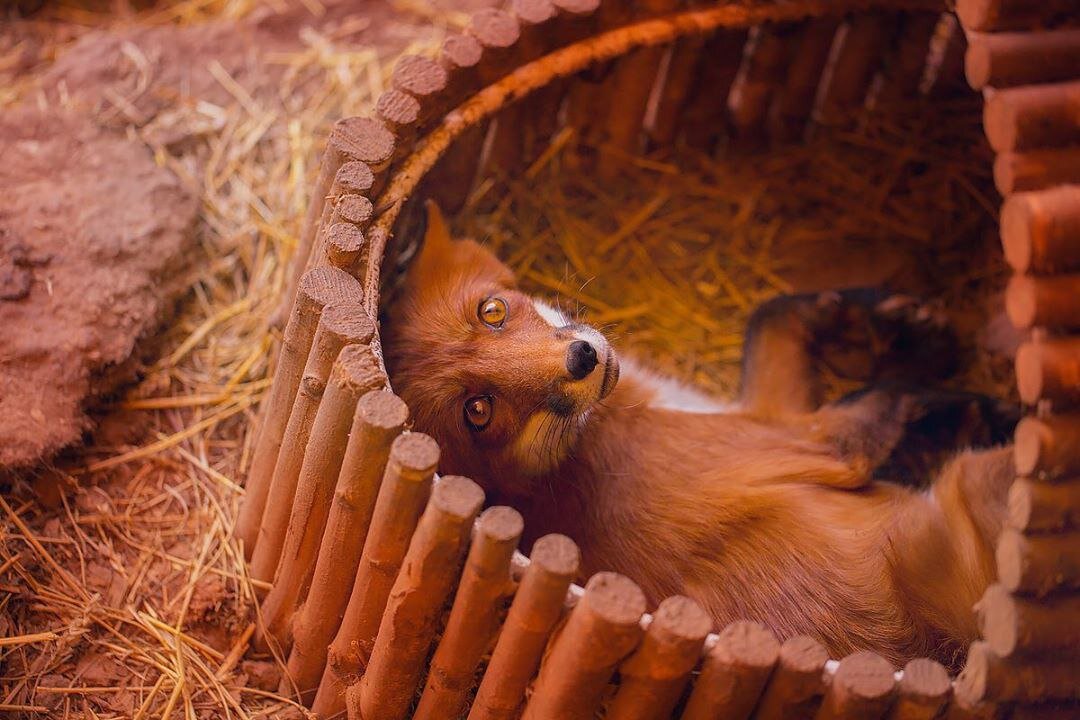 Подписывайтесь на канал и ставьте лайки - так вы поможете развитию канала и не потеряете нашу семейку 