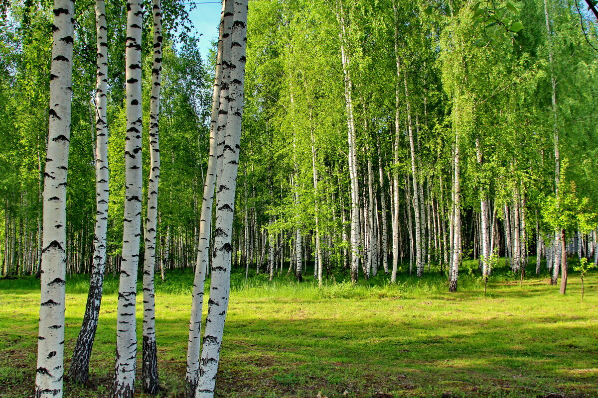 Лром. Берёзовая роща Курск. Березовая роща, посёлок Берёзовая роща. Березовый лес Курск. Природа березы Курская область.