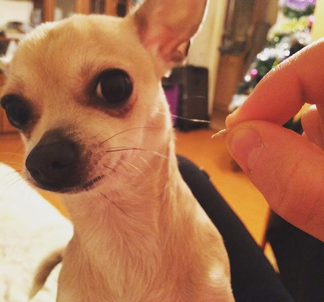 Кто любит семки? Конечно Булочка