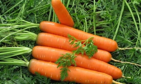 Посадка моркови весной в открытый грунт: особенности, сроки, схемы испособы посадки, подготовка семян и почвы