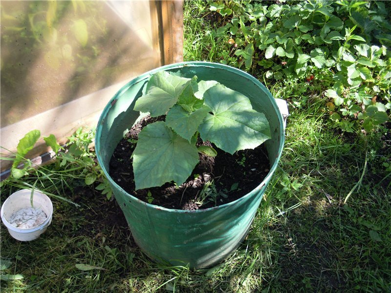 Фото из открытого источника Яндекс, без рекламных целей. В качестве примера