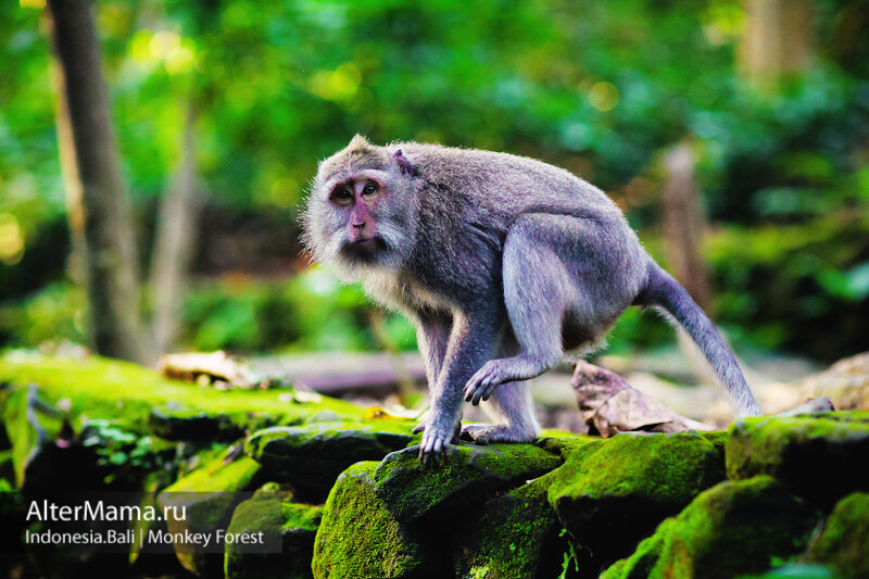 Этот экземпляр живет в лесу обезьян на Бали.