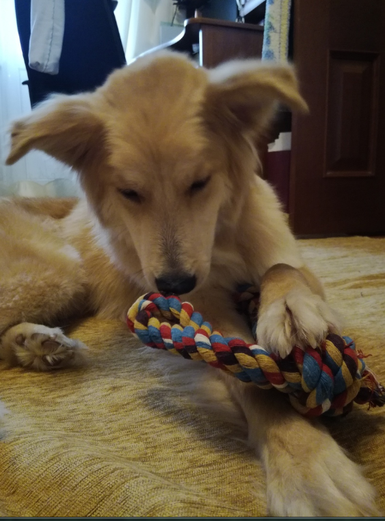 Первый день Ру в нашей квартире. Первая игрушка нашего друга.