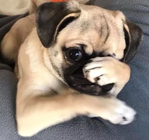 Изображение взято с сайта  imgflip.com