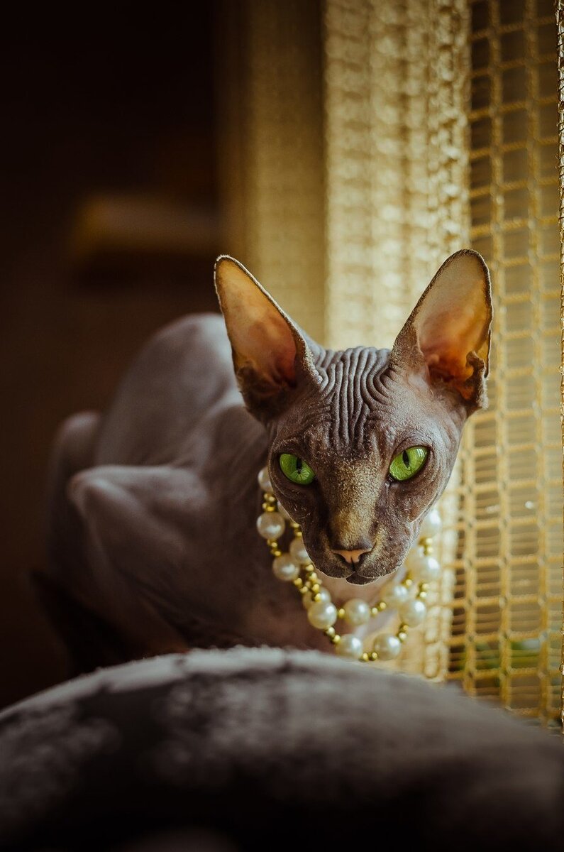 Канадский сфинкс. Фото автора.