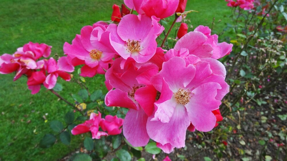 Восхитительный аромат