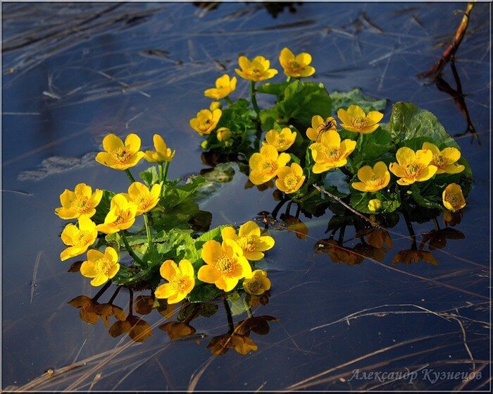 Попыталась я найти фотографа Александра Кузнецова - есть и не один.....