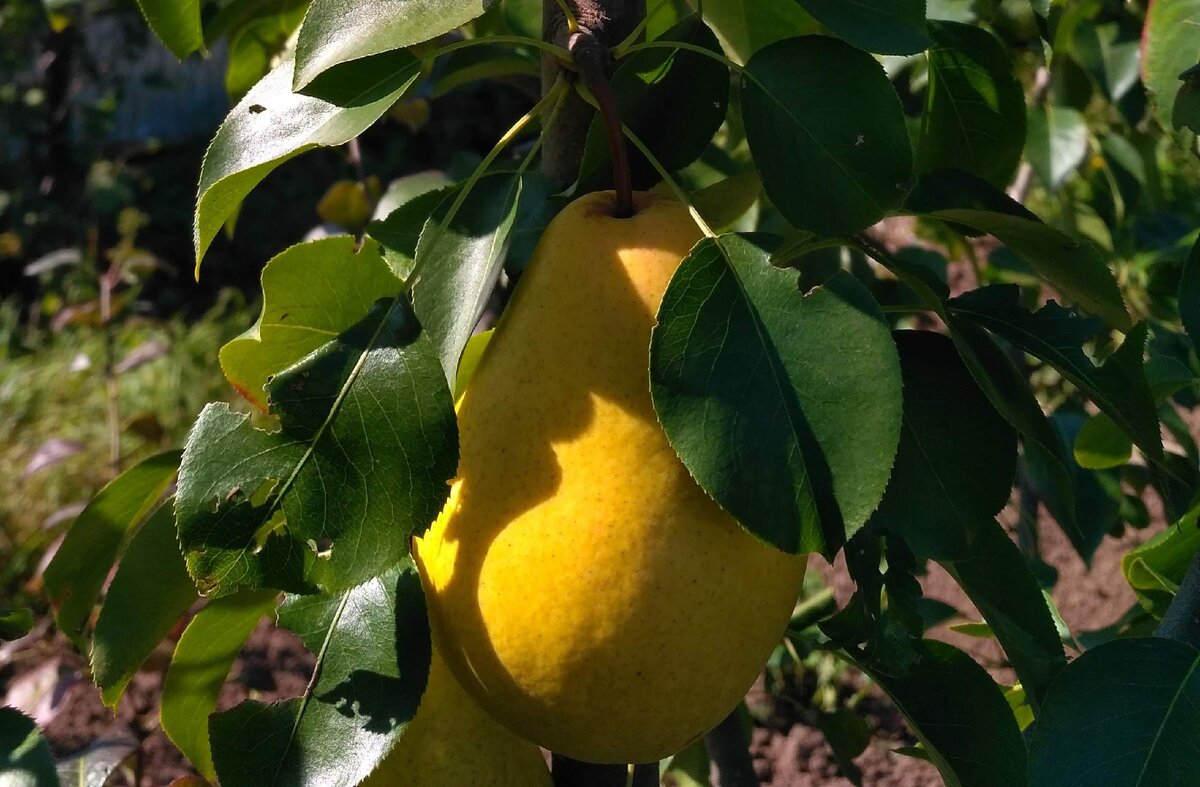 Молодая груша на нашей даче