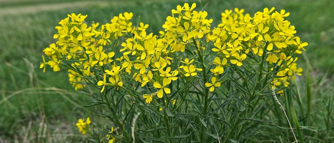 Сурепка обыкновенная (Barbarea vulgaris)