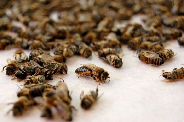 погибшие пчелы возле матки.