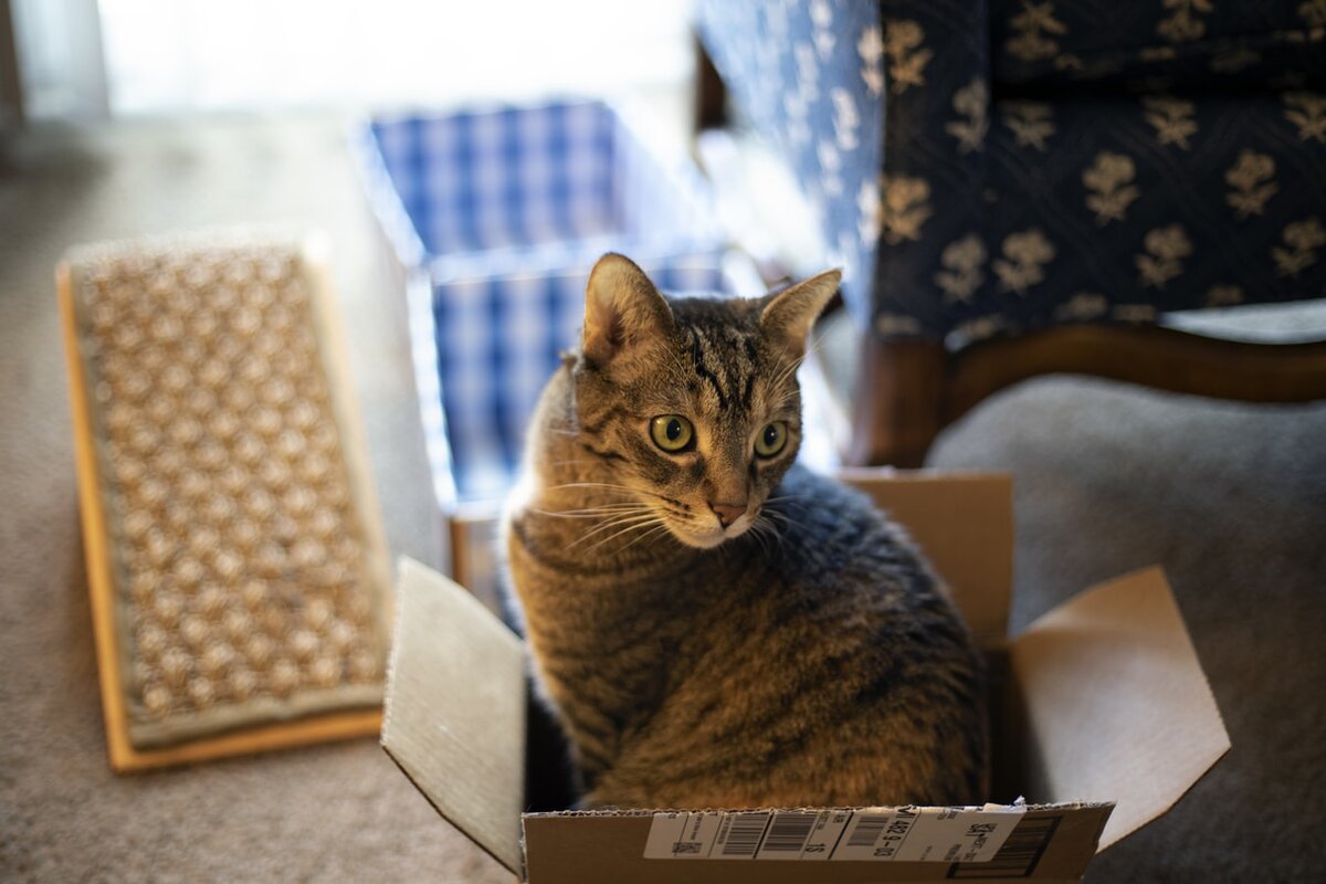 Кошка в коробке: откуда эта странная любовь? | ZOO CHANNEL | Дзен