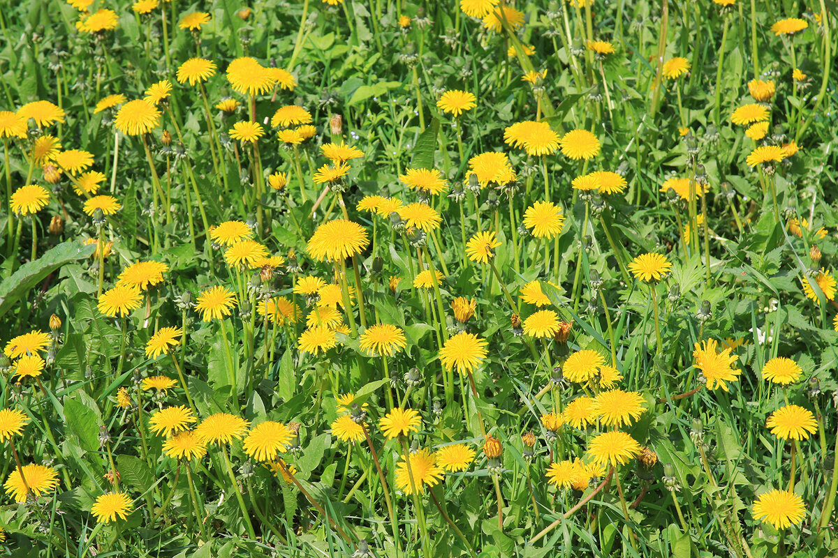 Елена Федоровна Зайцева, травница с огромным опытом, считала, что наиболее сильными являются именно самые распространенные лекарственные растения. А многие из них сами "приходят" к людям, которые в них нуждаются