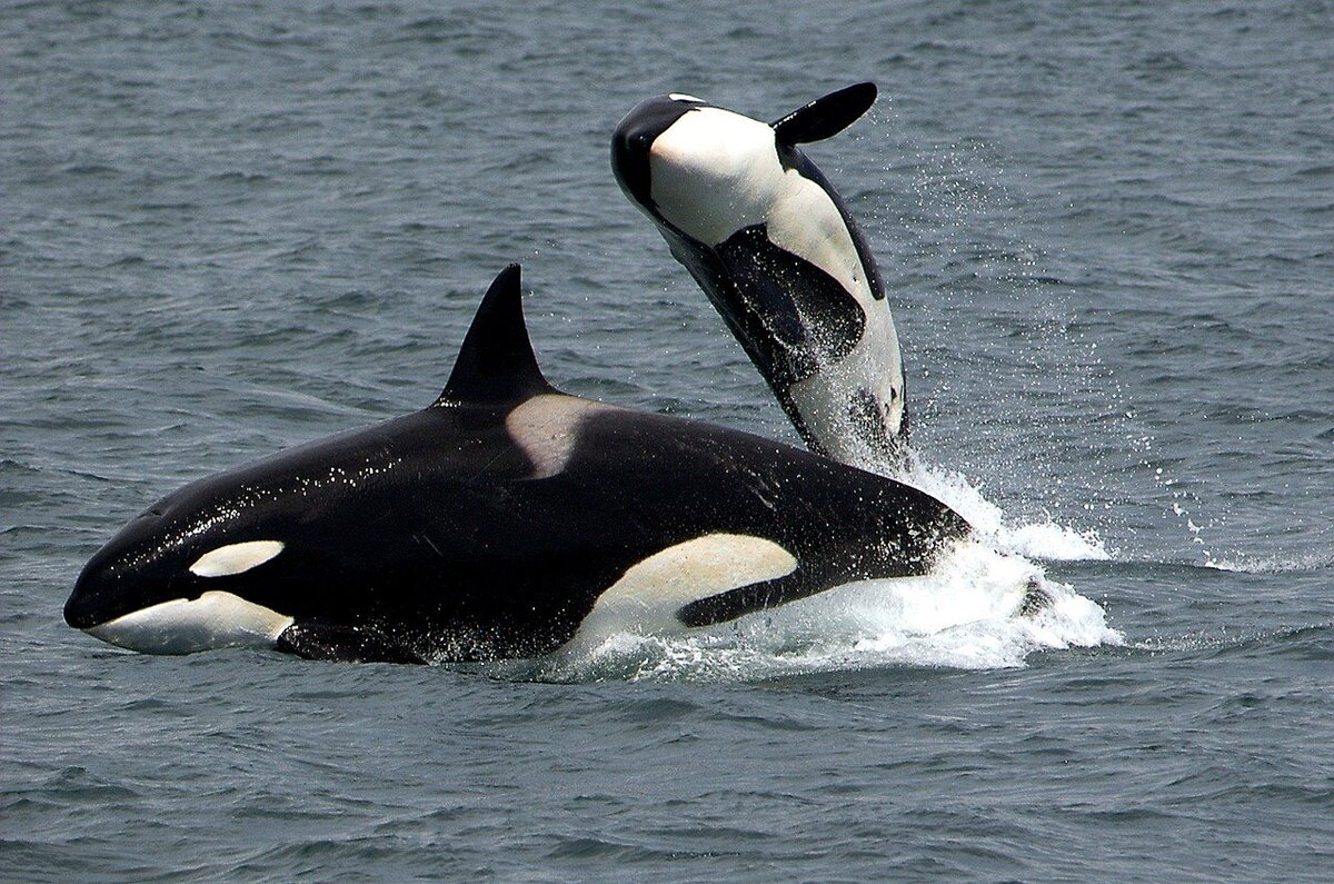 https://cdn.pixabay.com/photo/2017/01/01/20/09/killer-whales-1945411_1280.jpg