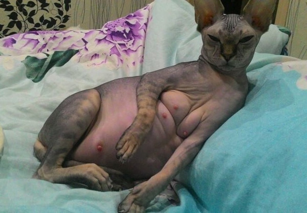 Может ли забеременеть кот. Беременная кошка сфинкс. Может ли забеременеть кот. Беременность у кошек продолжительность. Может ли забеременеть кот.
