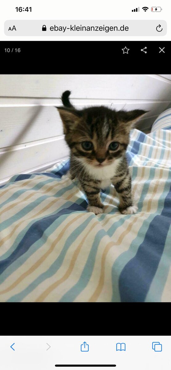 Один из котят