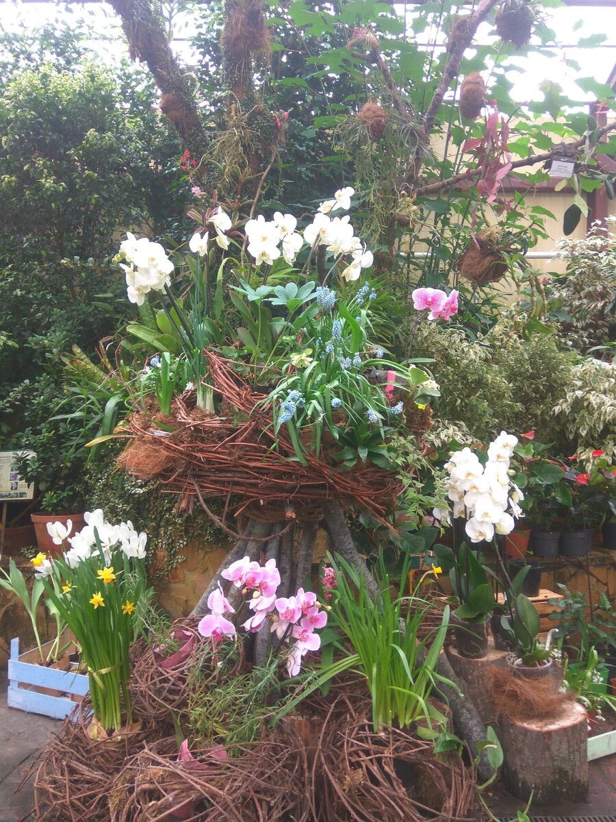 Если у вас есть (большая или не очень) комната, зимний сад или теплица, тогда добро пожаловать