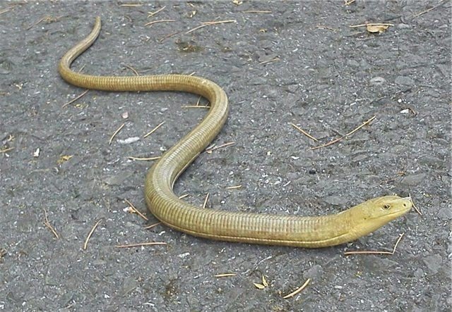 Желтопузик