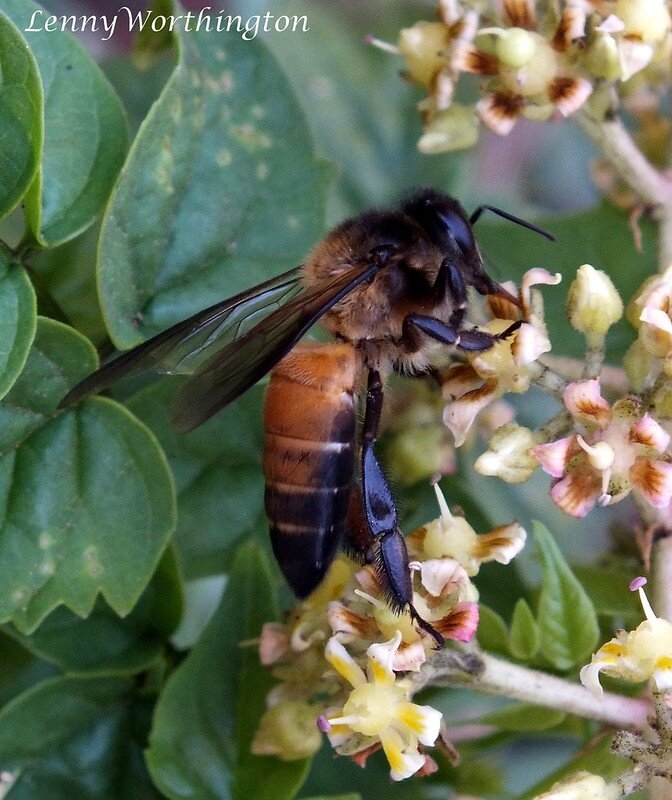 Apis Dorsata
