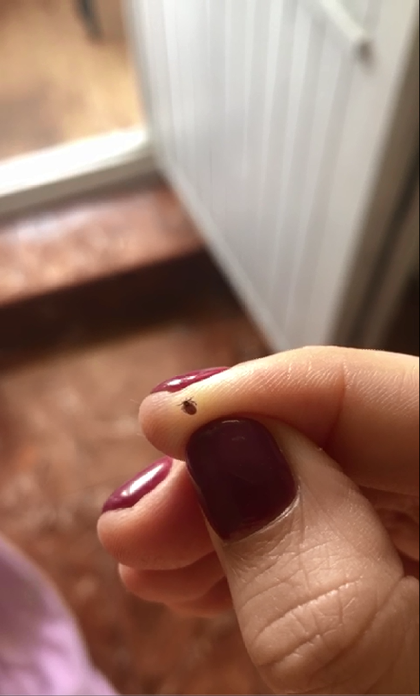 Вот такого «красавца» дочь привезла с собой на одежде. Хорошо, что он не успел ее покусать.  