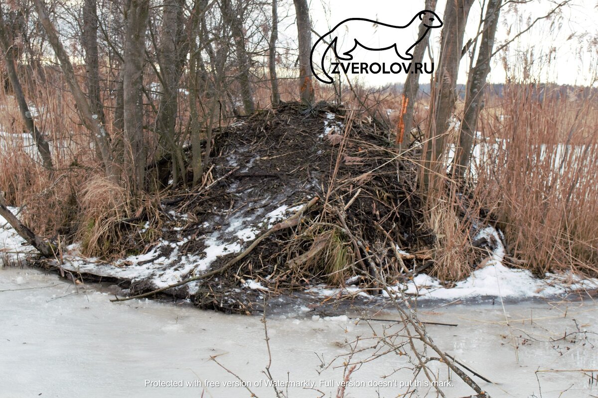 Зимняя обжитая хатка бобра. Видны проталины по периметру хатки от постоянной активности зверьков