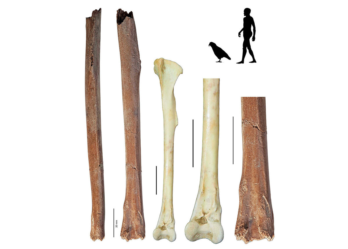 Те самые косточки.