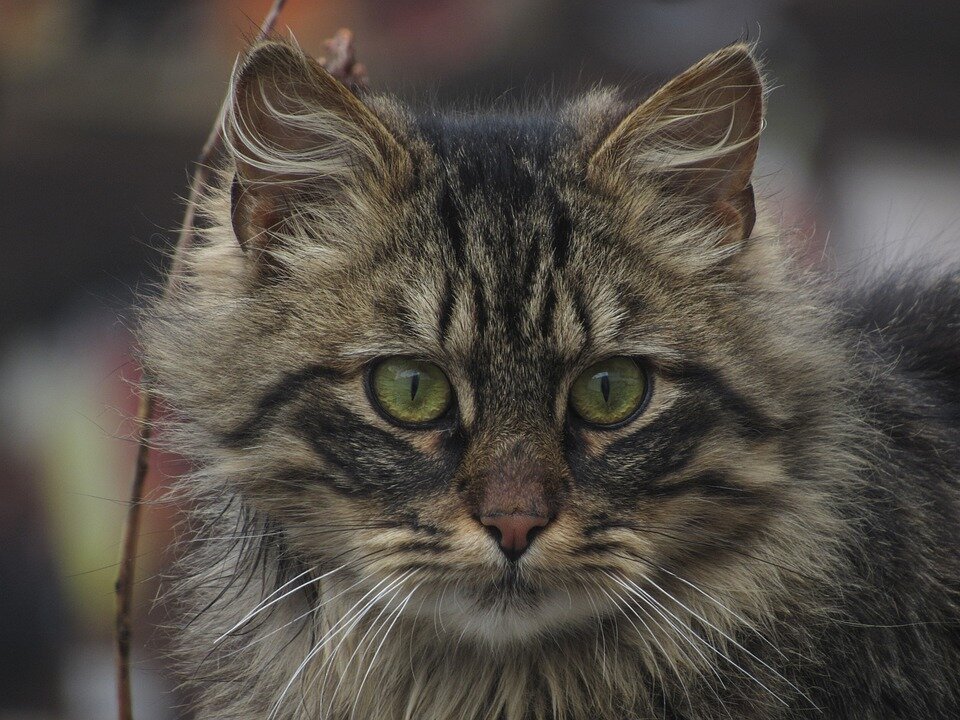 Озорные коты