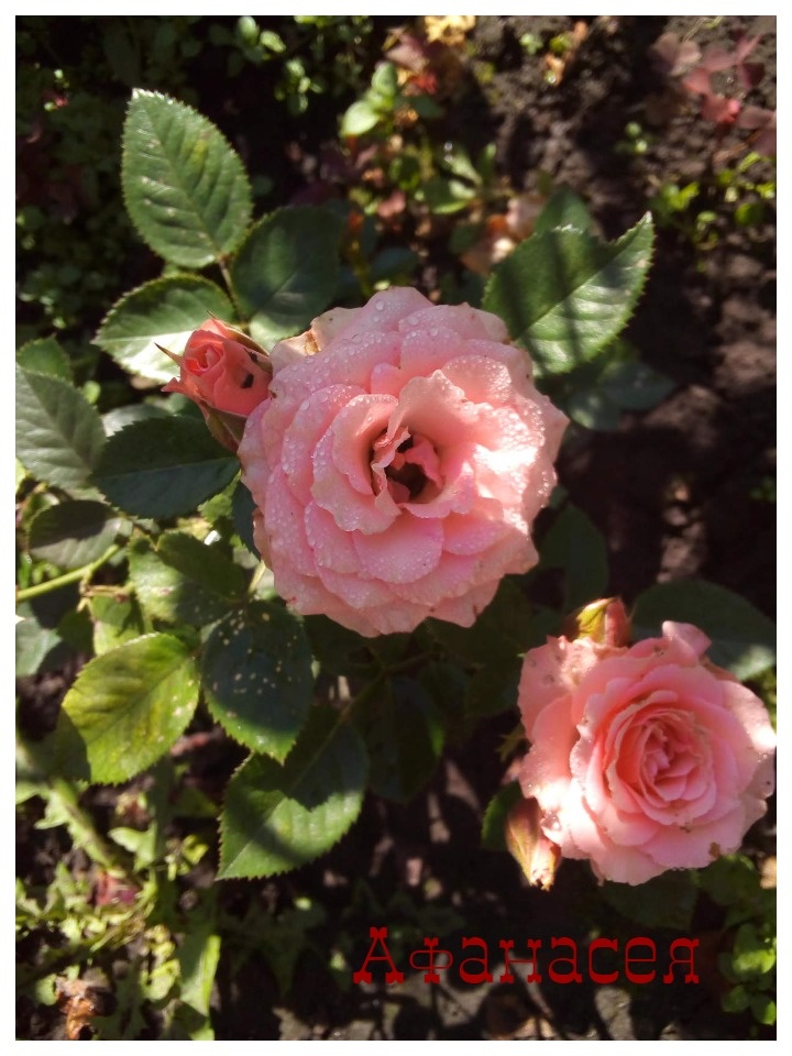 Мой цветник. 