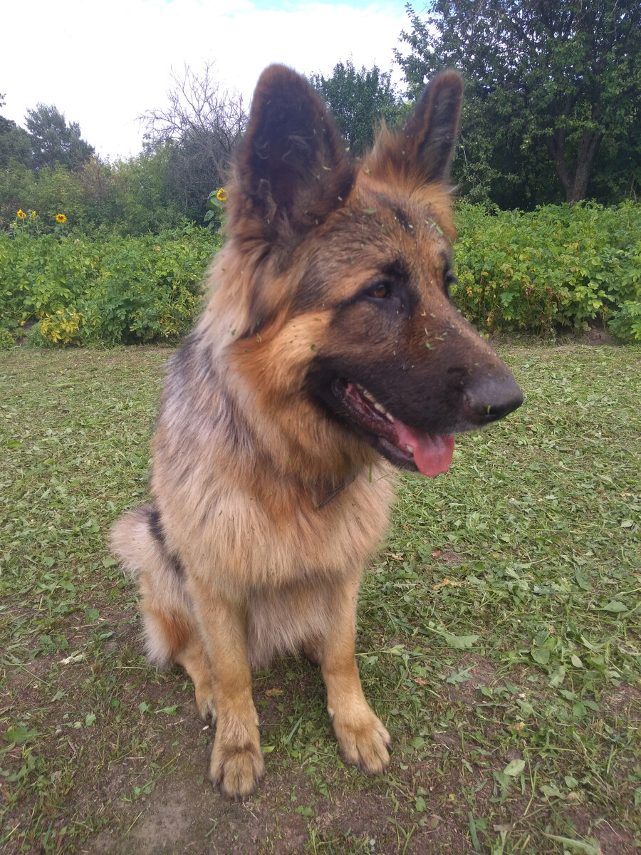 Кто-то помогал деду косить траву