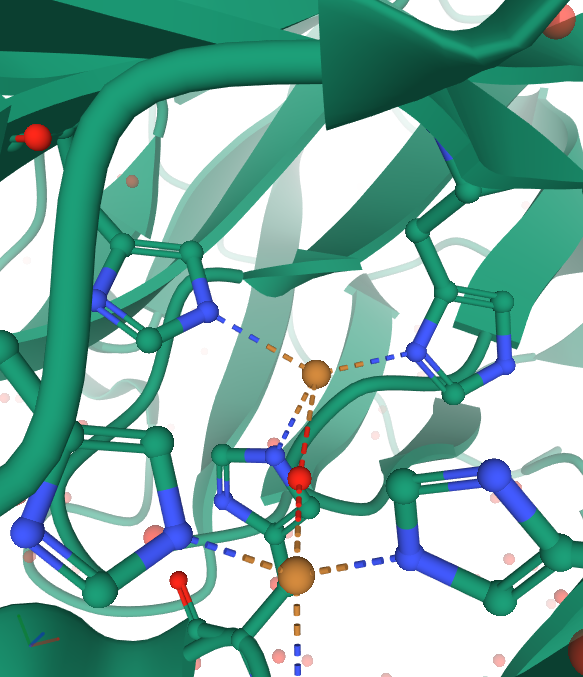 Часть реакционного центра лакказы из другого гриба того же класса Кориолопсиса галльского. Охристые шарики - ионы меди, связывающие кислород, используемый для окисления (красный шарик). Ионы меди координированы группами гистидинов (гистидин - аминокислота). Изображение получено с помощью базы данных Protein Data Bank (сделан принтскрин кусочка 3D-модели). К сожалению, в базе не нашлось рассматриваемого нами гриба, поэтому мы выбрали другой вид.