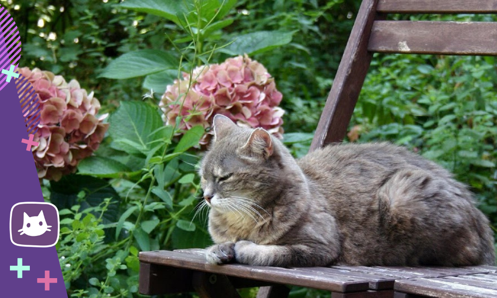 😿Что делать если кошку укусил клещ – Telegraph