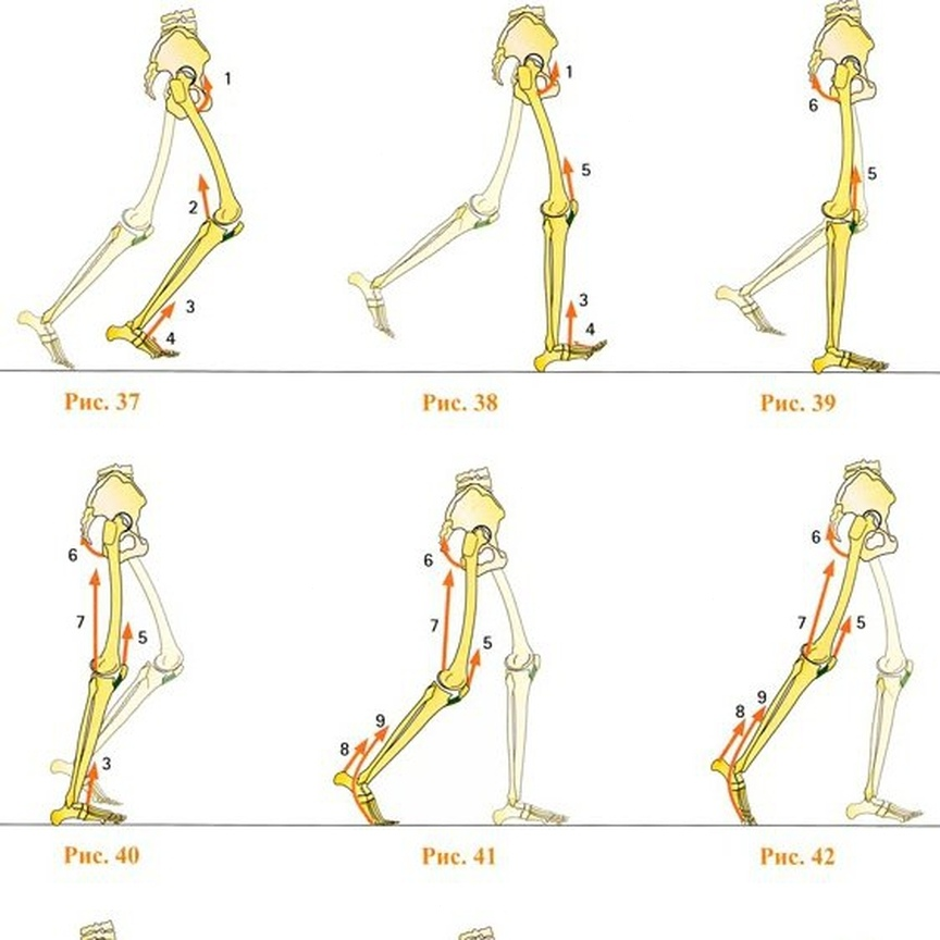 Биомеханика ходьбы. Биомеханика ходьбы человека. Правильная биомеханика походки. Мышцы ног при ходьбе. Анатомия ходьбы.